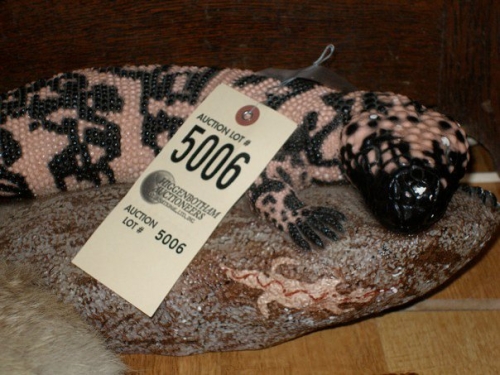 chance the gila monster plush